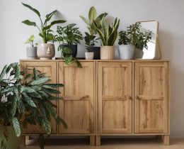 indoor-plants-studio